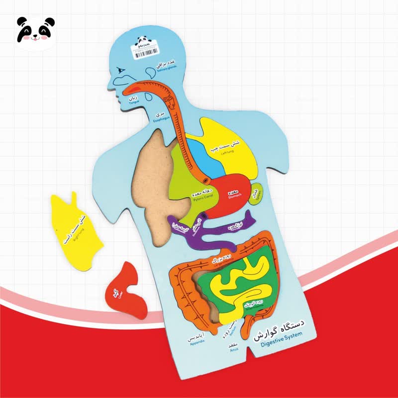 پازل چوبی آناتومی بدن سری دستگاه گوارش